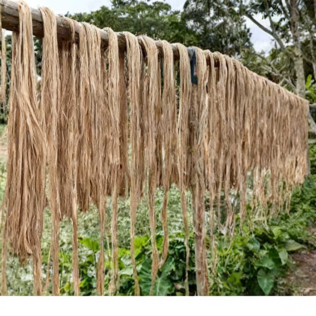 Raw natural jute fibre before processing